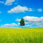 green tree in the middle of green grass field under blue sky and white clouds during