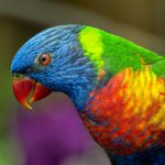 yellow, blue, red, and green bird in close-up photography