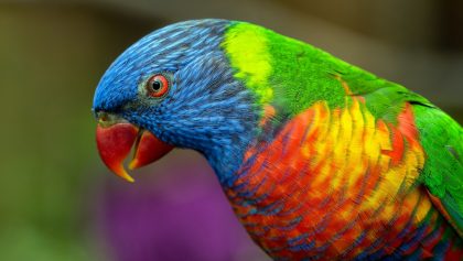 yellow, blue, red, and green bird in close-up photography
