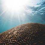 brown coral under the body of water with sun streaks in closeup photography
