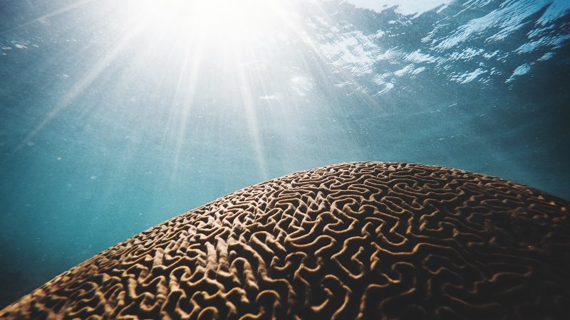 brown coral under the body of water with sun streaks in closeup photography